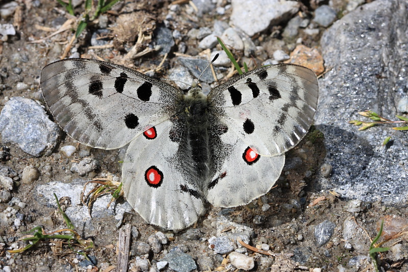 Farfalla da identificare - Parnassius apollo